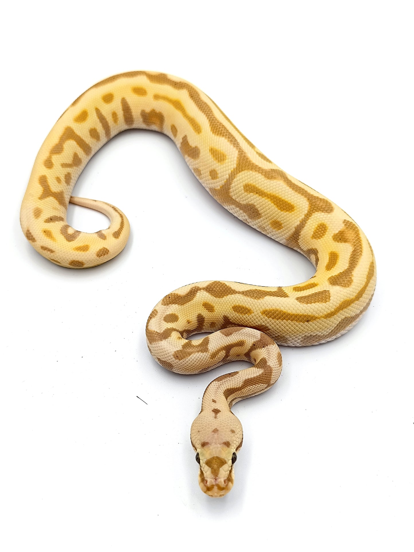 1.0 Pastel Banana Leopard Spotnose Enchi het Clown pos Fire pos Blade