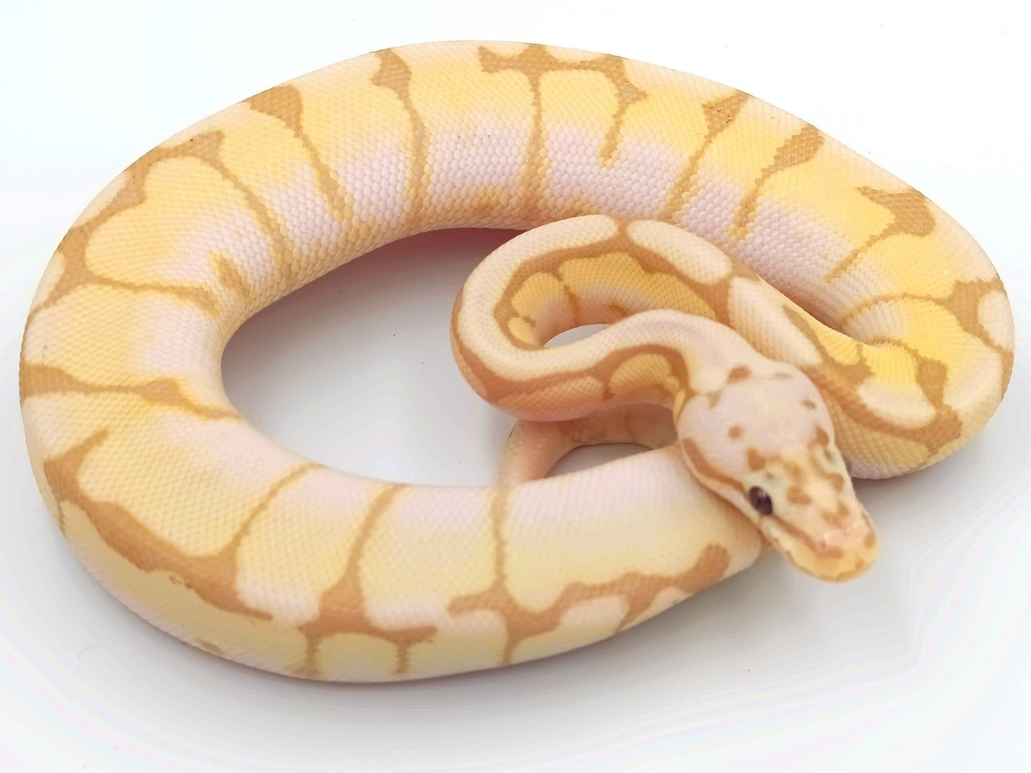 0.1 Banana Pastel Spider