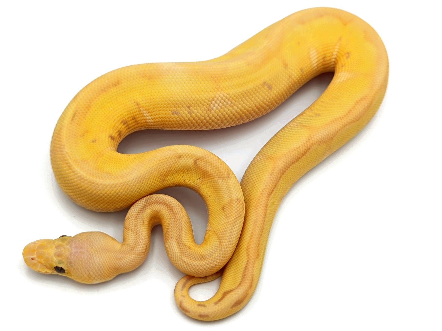 1.0 Banana Pastel Leopard Clown pos Enchi pos Fire pos Blade