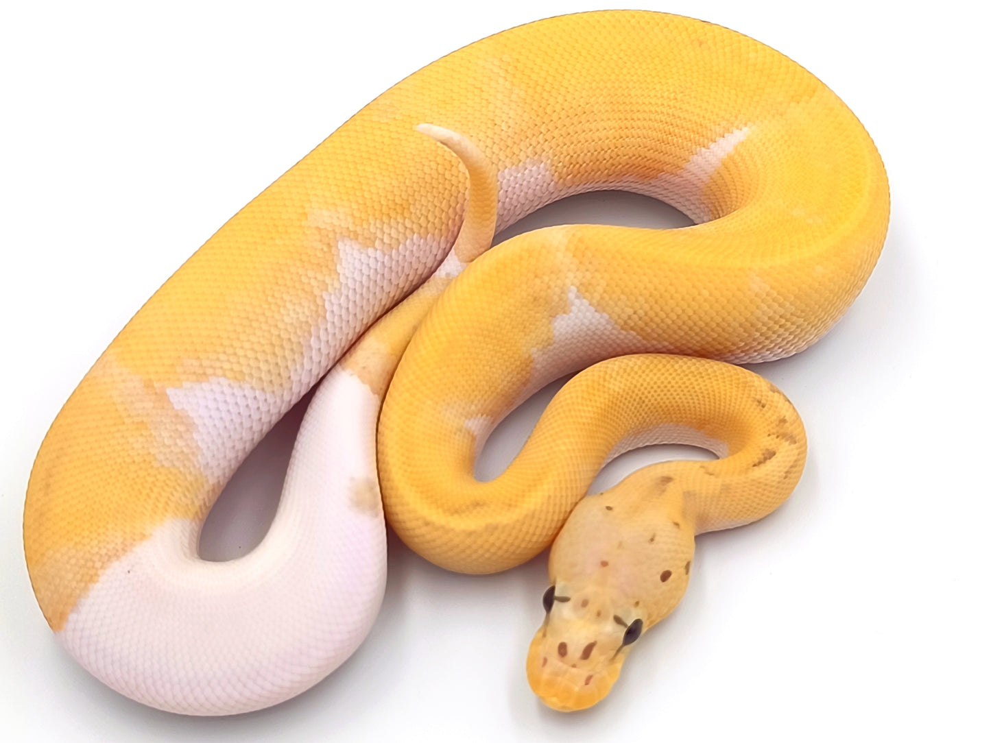 0.1 Banana Pastel Clown Piebald