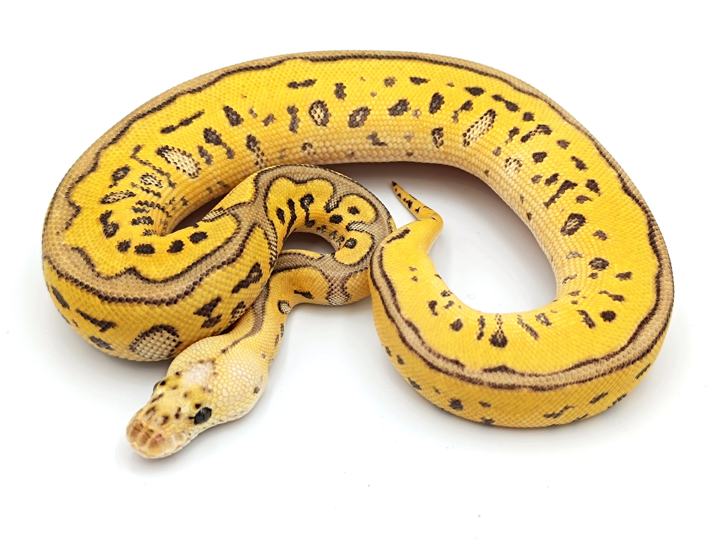 0.1 Pastel/Super pastel Mojave Leopard Fire Clown pos Blaze