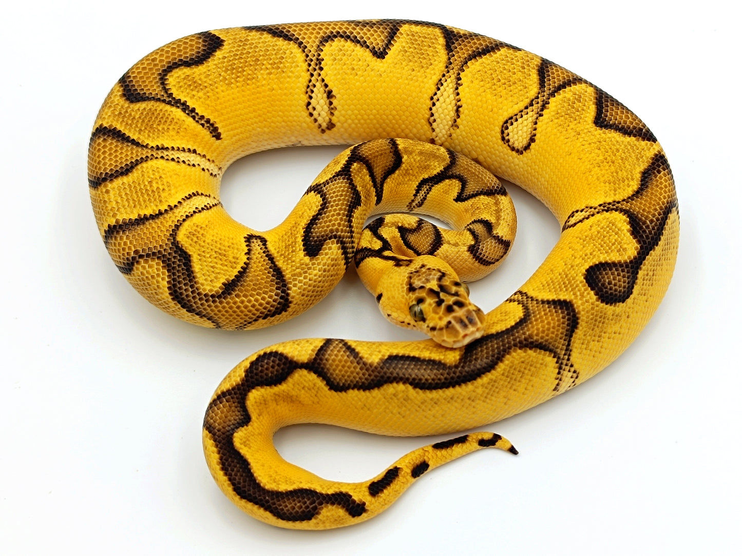 0.1 Pastel Enchi Clown pos Fire