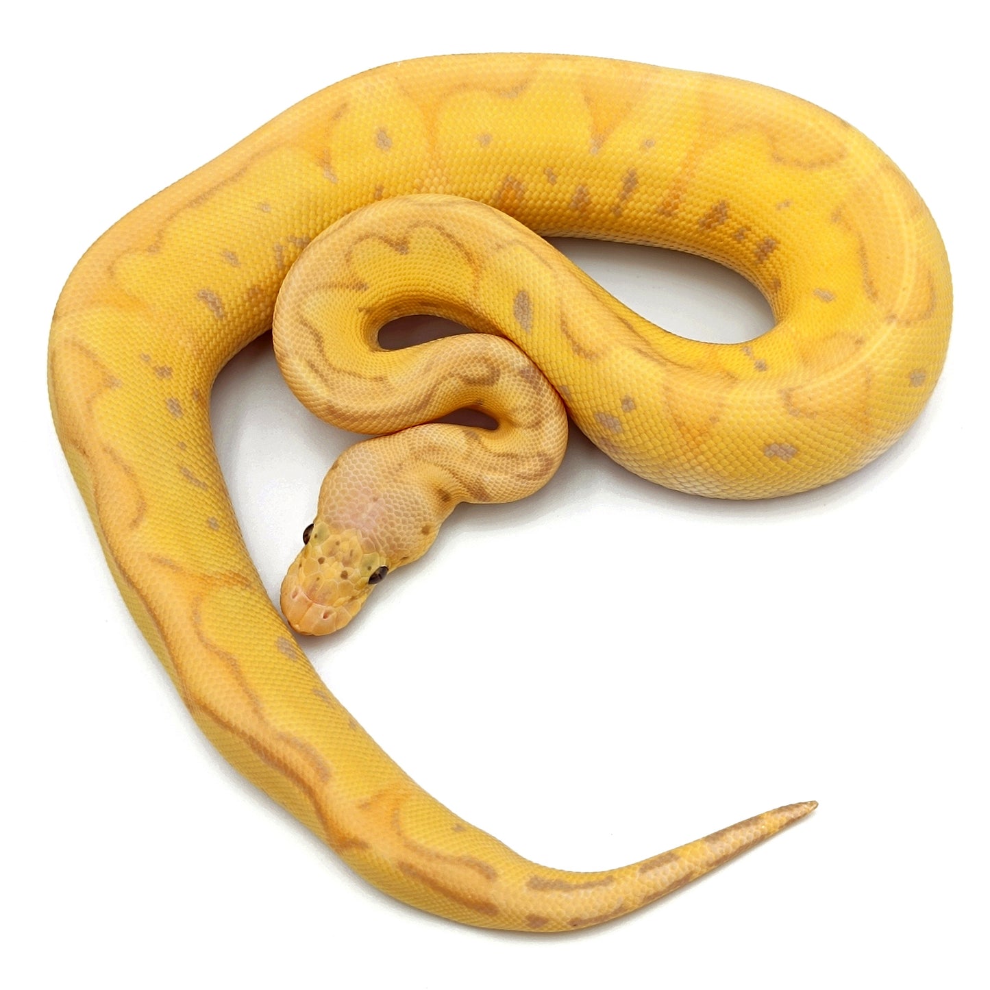 1.0 Banana Pastel Leopard Clown pos Enchi pos Fire pos Blade