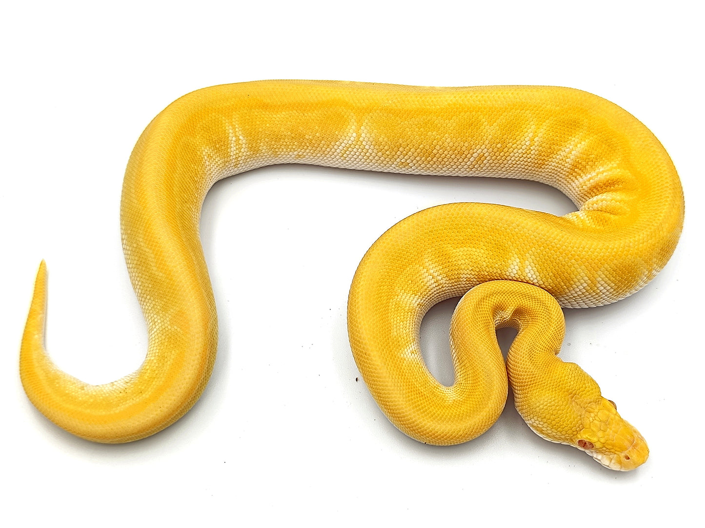 0.1 Enchi Lesser Pinstripe Albino