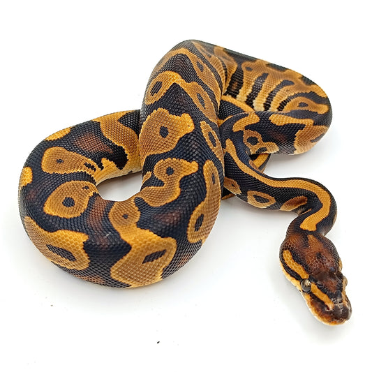 0.1 Leopard Blade het Clown