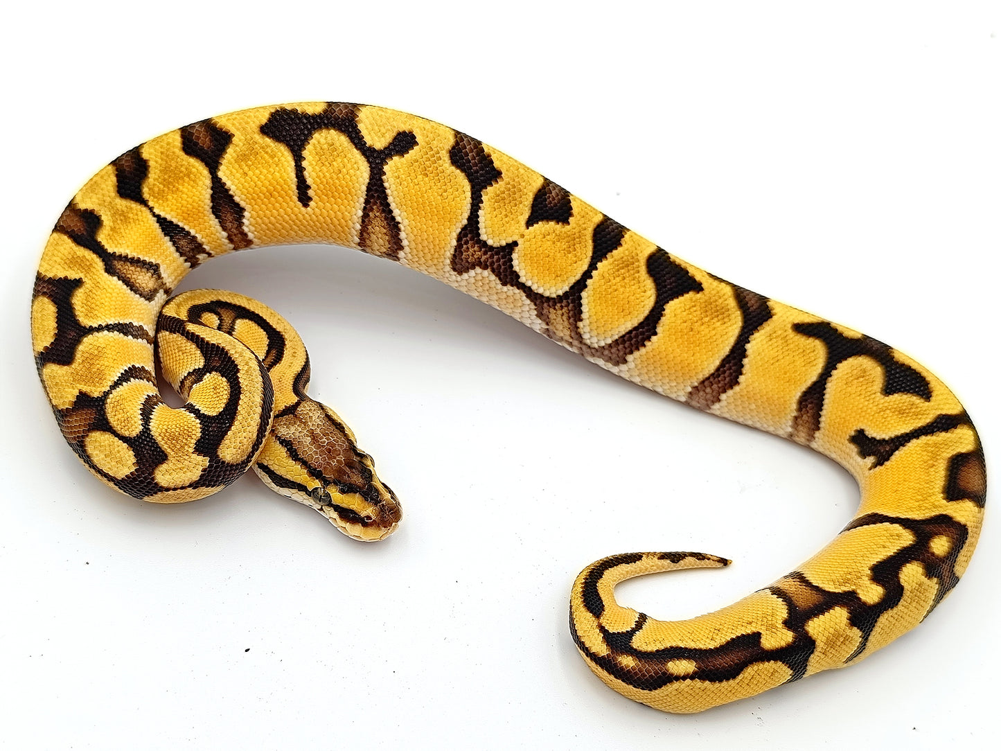 0.1 Pastel Enchi het Clown