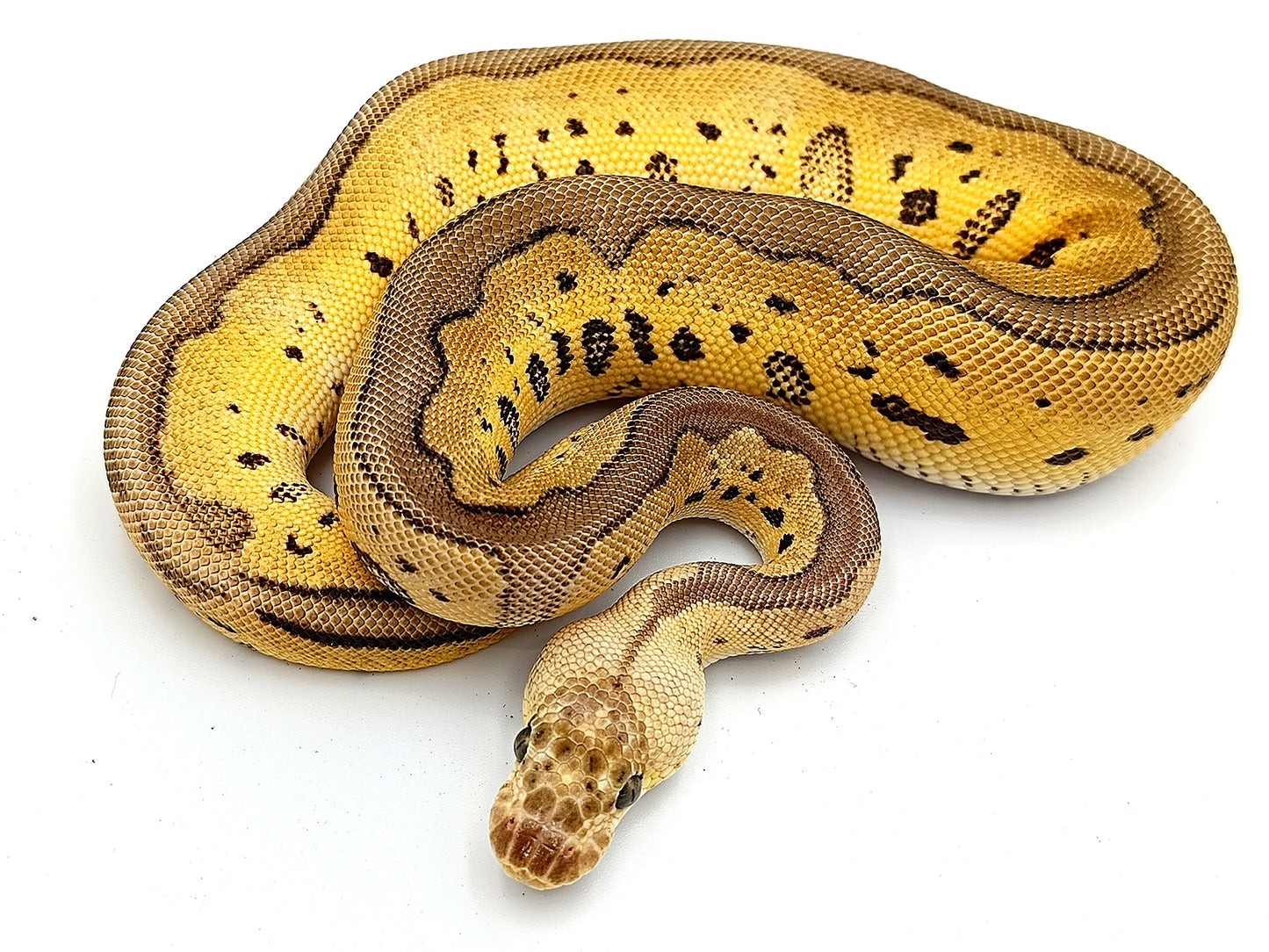 0.1 Pastel Fire Leopard Clown