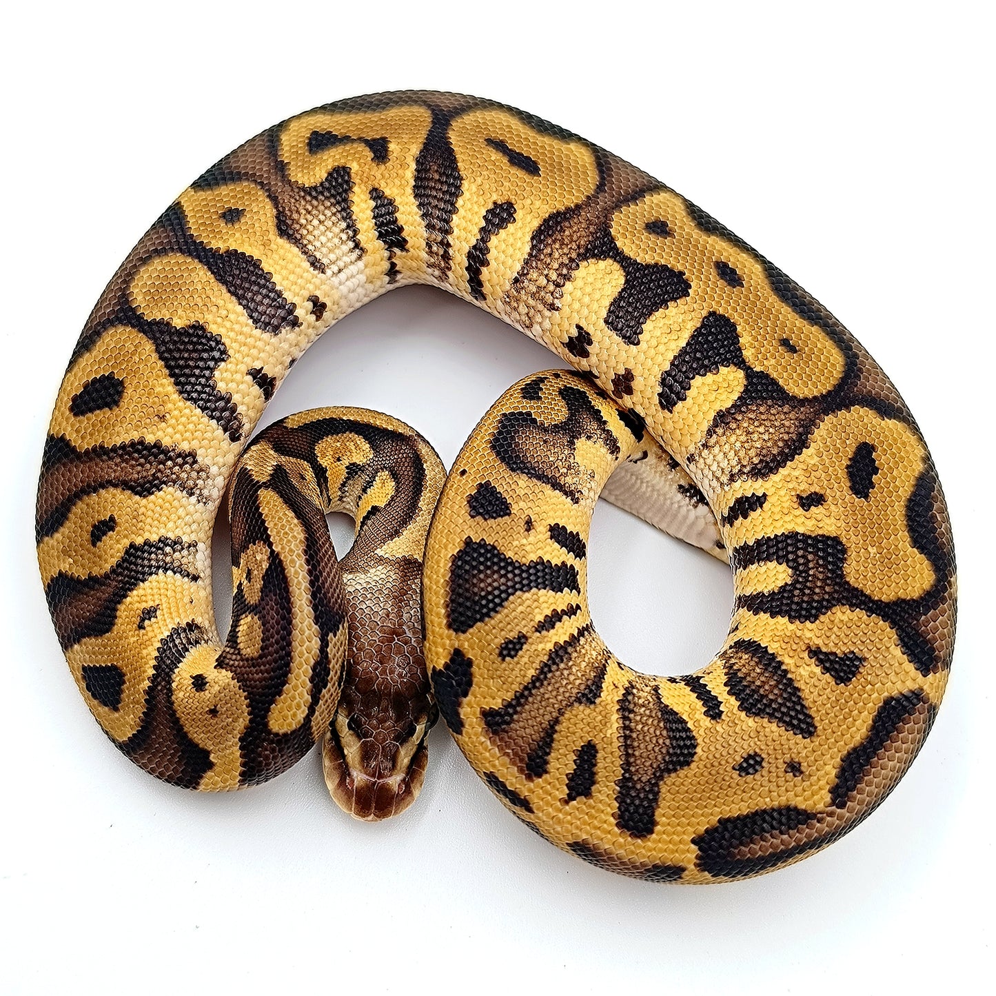 0.1 Pastel Leopard het Clown