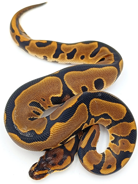 0.1 Leopard Enchi het Clown