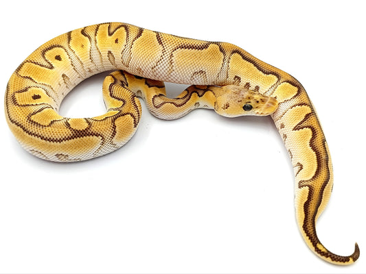 0.1 Pastel Enchi Mojave Clown pos Fire