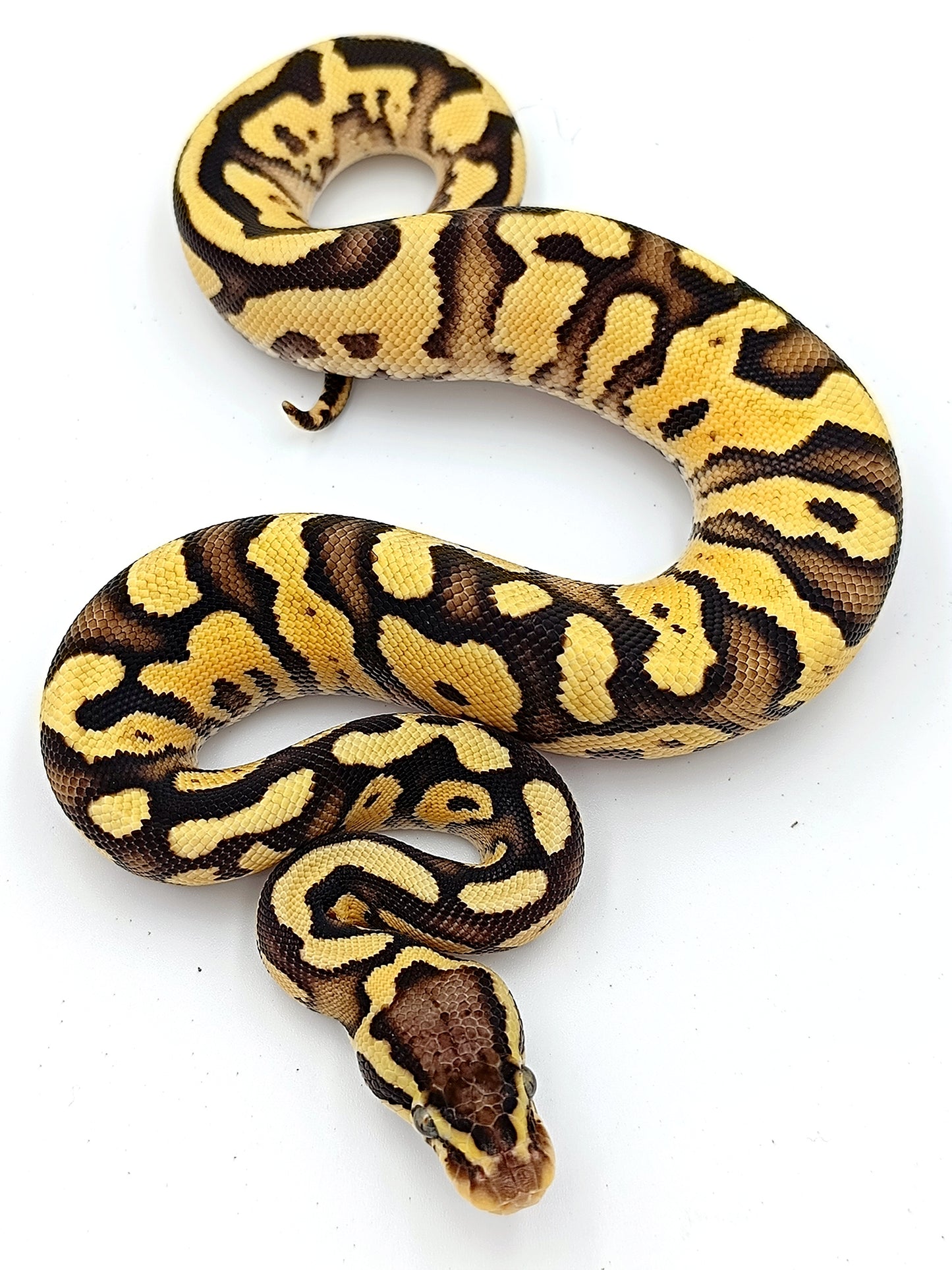 1.0 Pastel Fire het Piebald