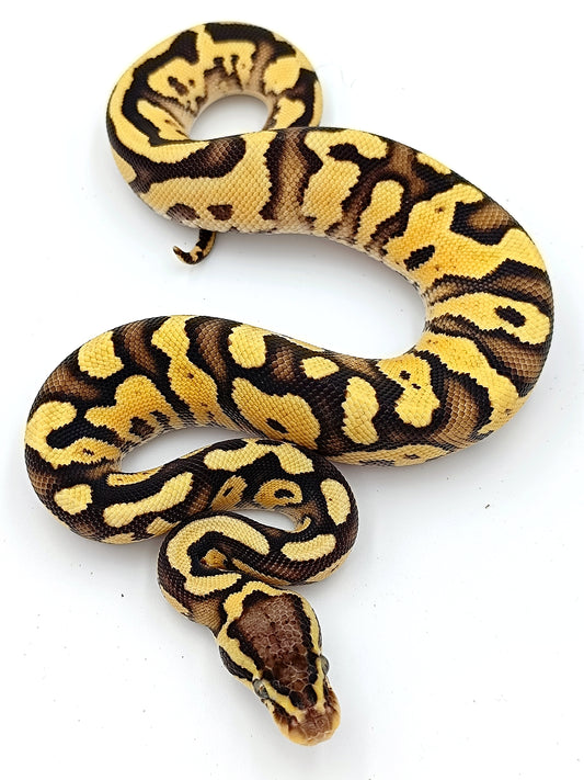 1.0 Pastel Fire het Piebald