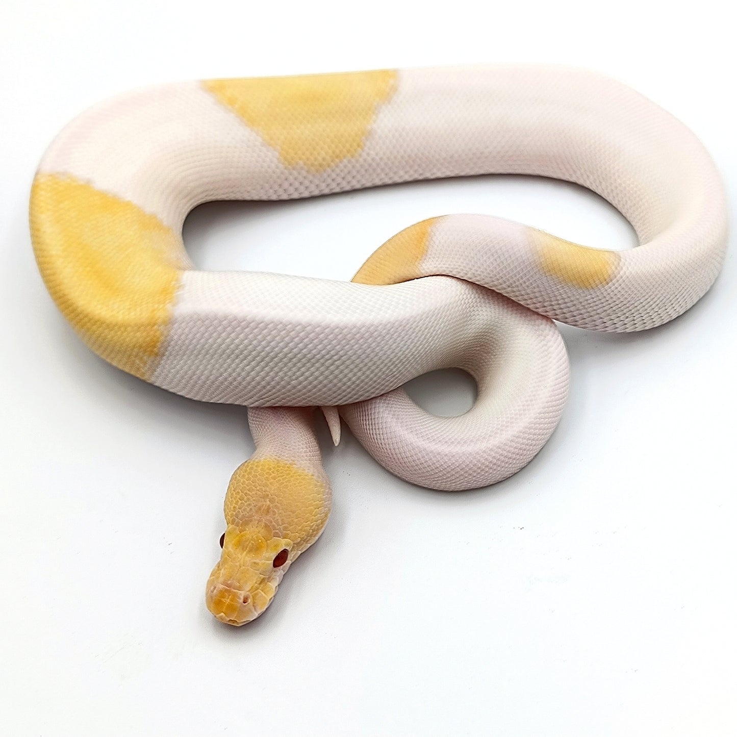 1.0 Mojave Candino Piebald pos Enchi