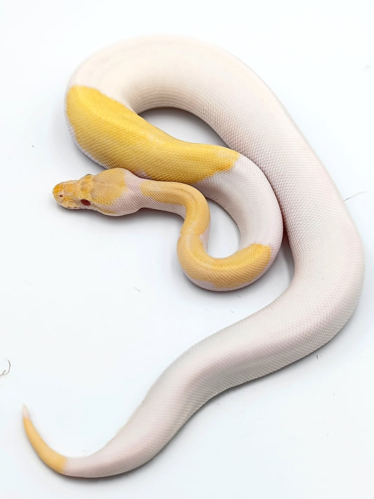 0.1 Mojave Candino Piebald pos Enchi