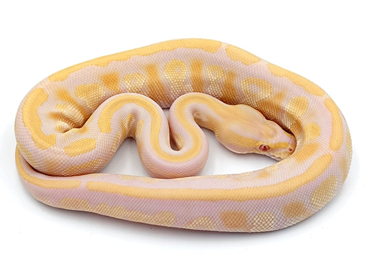 0.1 Mojave Candino het Piebald pos YB