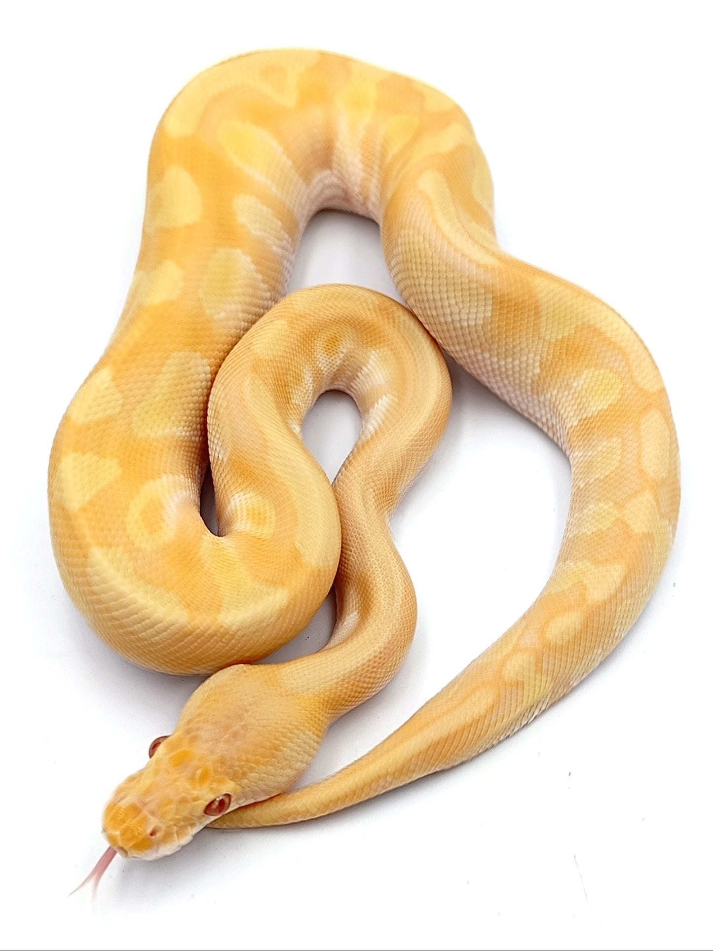 1.0 Mojave Enchi Candino het Piebald pos YB