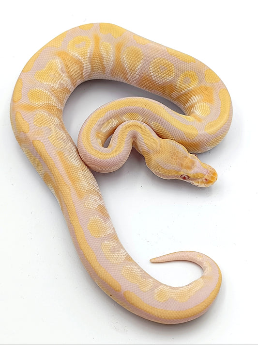 0.1 Mojave Candino het Piebald pos YB