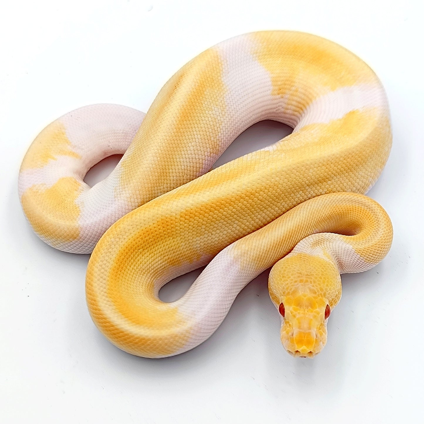 0.1 Yellow belly Enchi Mojave Candino Piebald