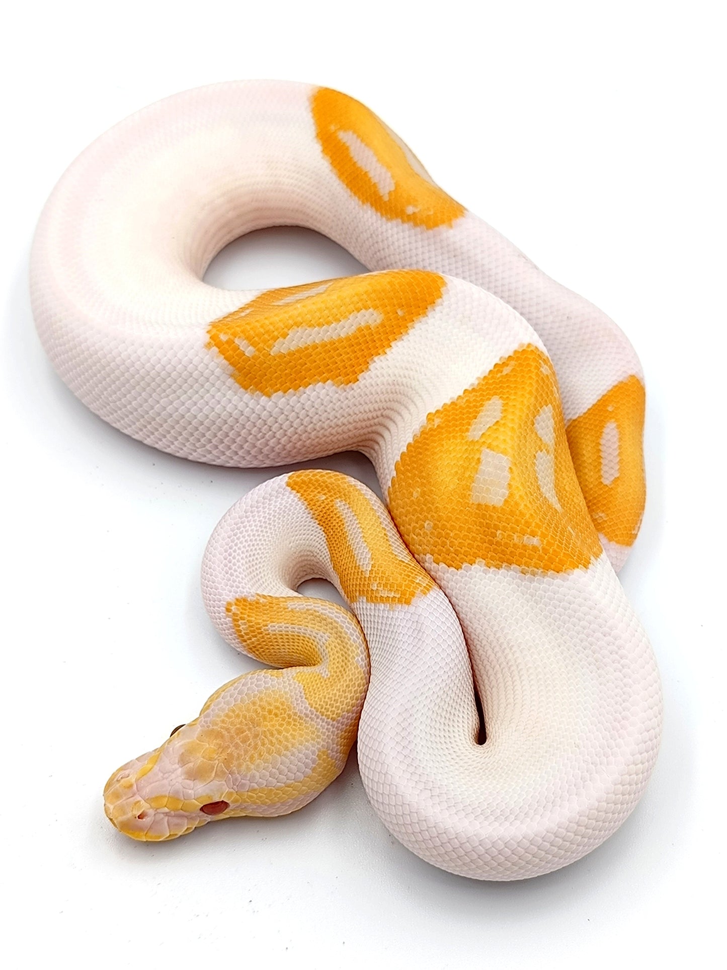 1.0 Emoji Candino Piebald