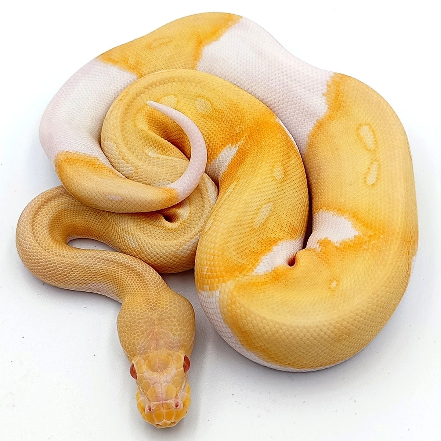 0.1 Albino Piebald