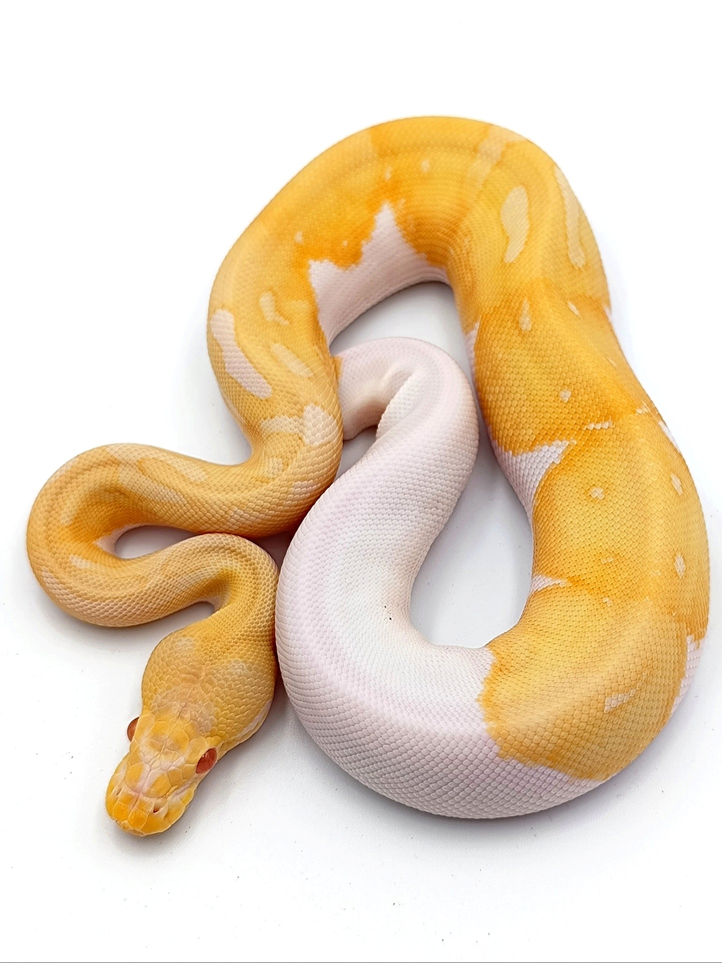 0.1 Albino Piebald