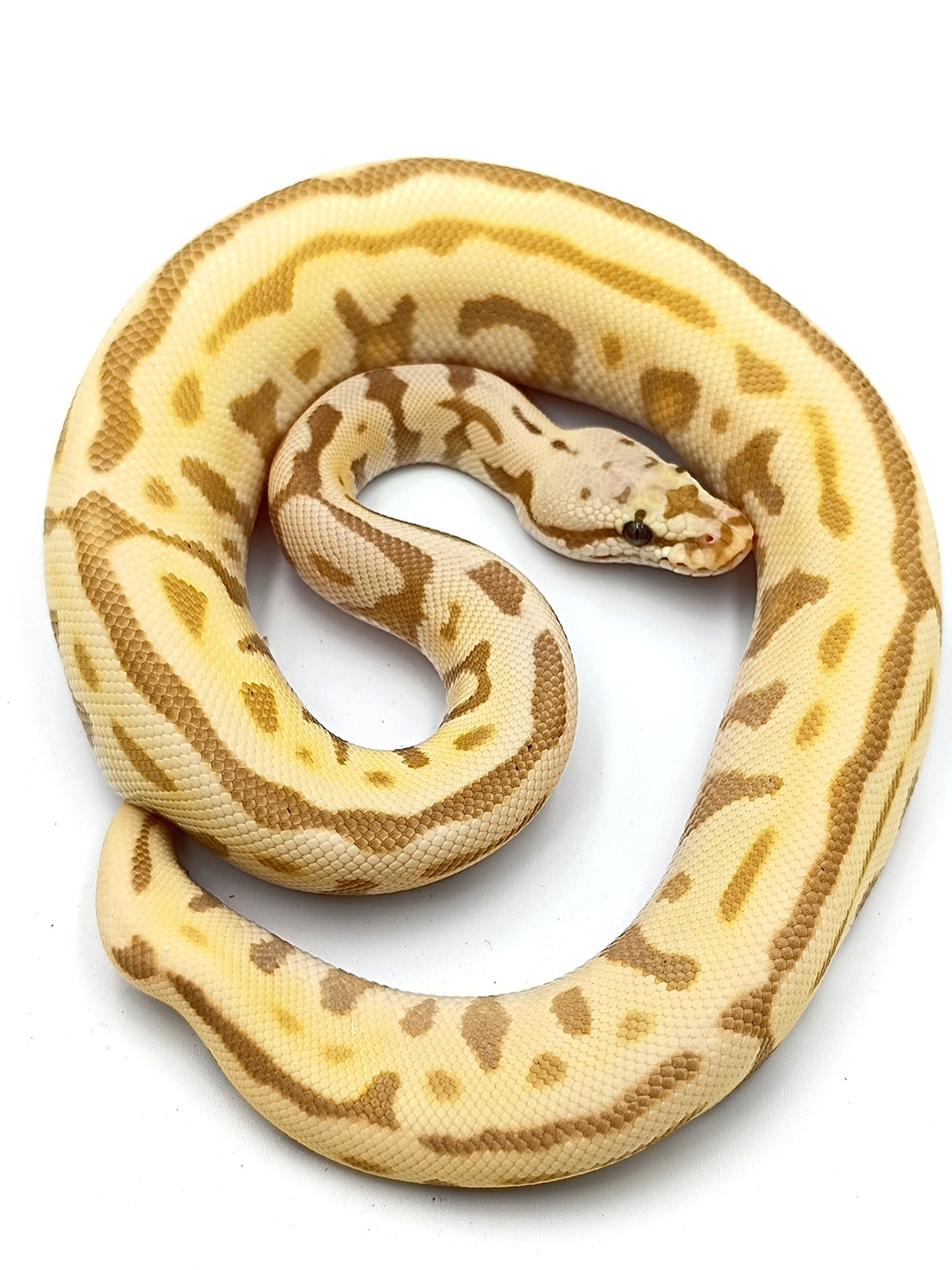 1.0 Banana Leopard Spotnose Enchi het Clown pos Fire pos Blade