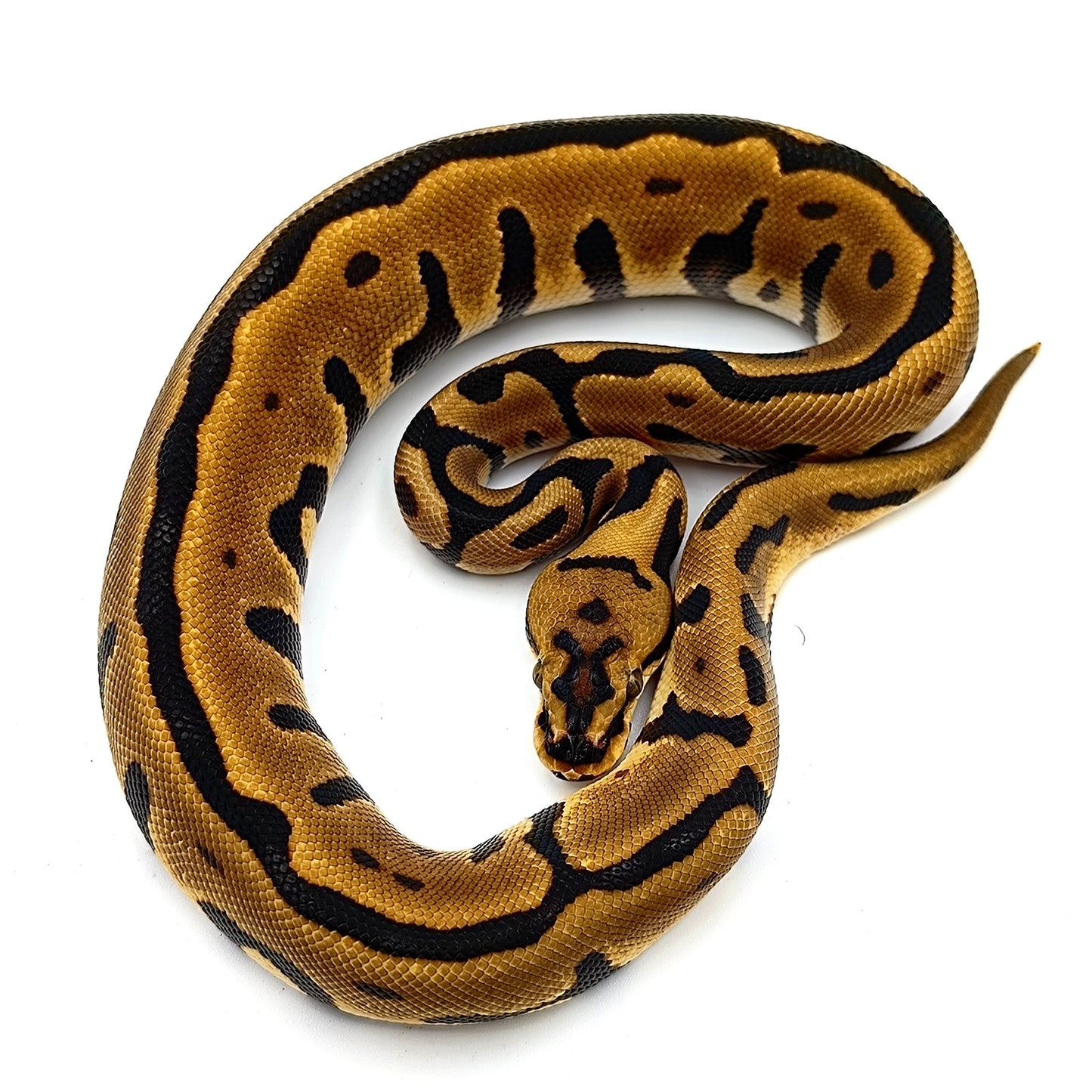 1.0 Leopard Spotnose Enchi het Clown