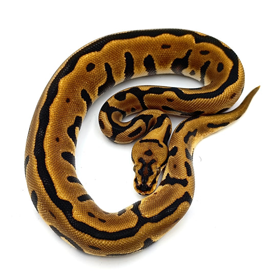 1.0 Leopard Spotnose Enchi het Clown