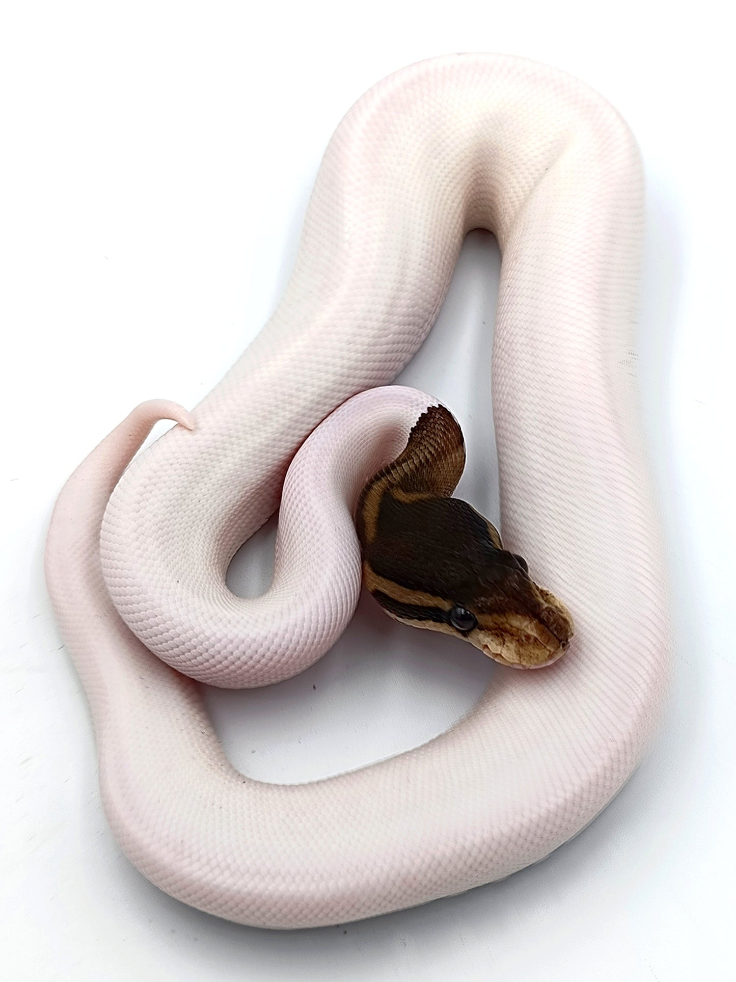 0.1 Cinnamon Piebald