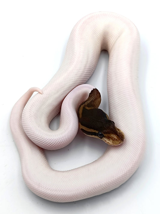 0.1 Cinnamon Piebald