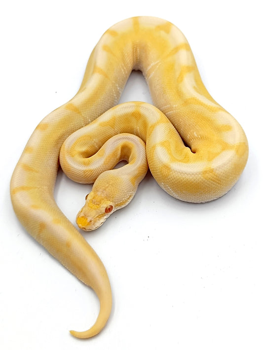 0.1 Pastel Spider Lesser Enchi Albino