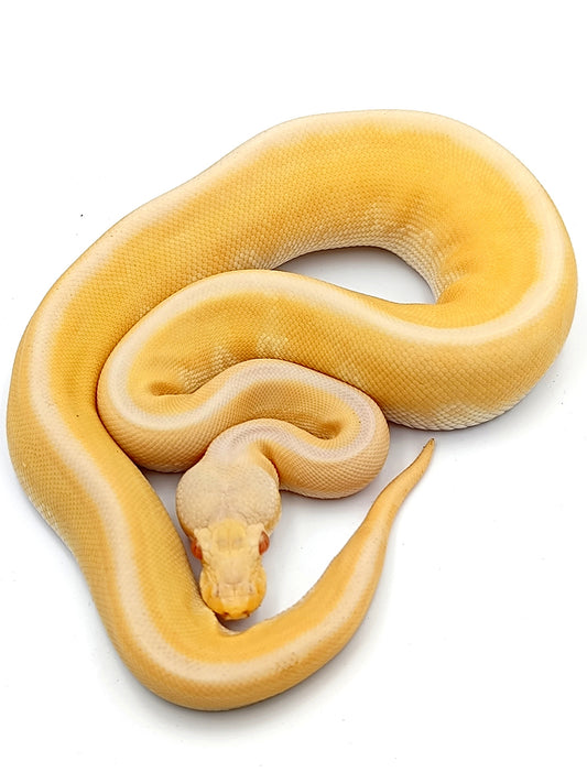 0.1 Pastel Enchi Cinnamon Pinstripe Albino