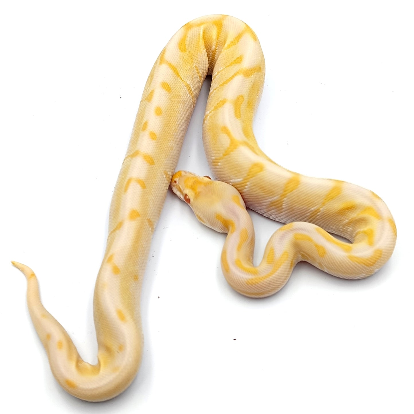 1.0 Spider Enchi Lesser Albino