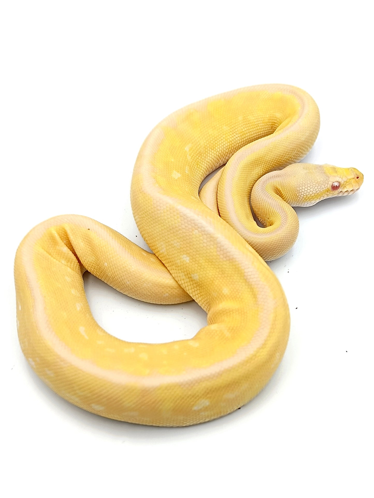 0.1 Super Pastel Cinnamon Pinstripe pos Chocolate Albino