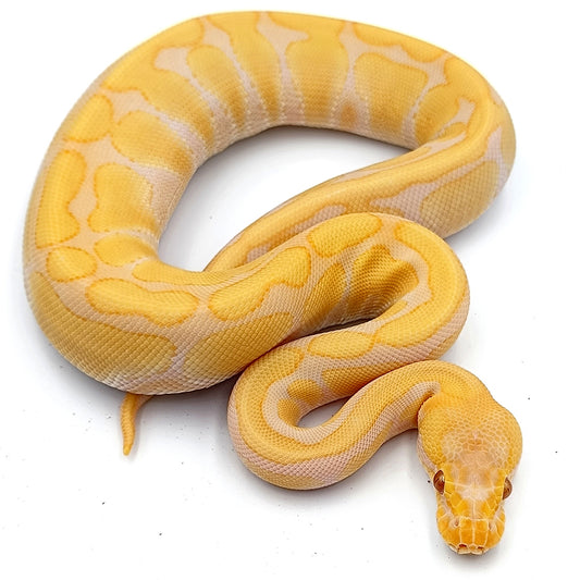 0.1 Enchi Yellow belly Candino