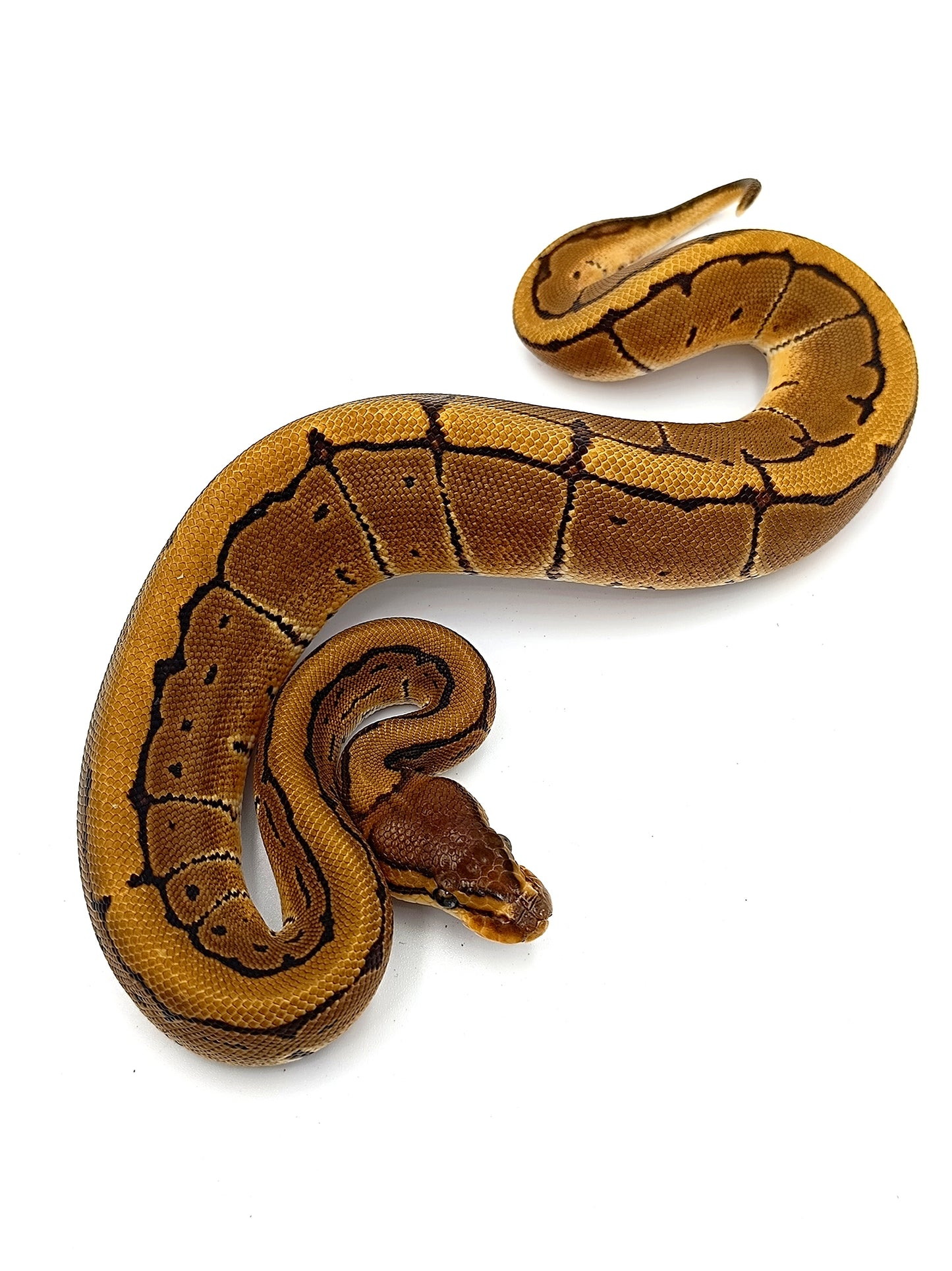 0.1 Pinstripe het Clown pos Blaze