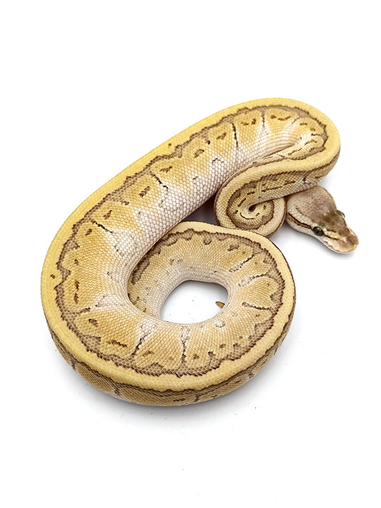 0.1 Pastel Pinstripe Butter het Clown pos Blaze