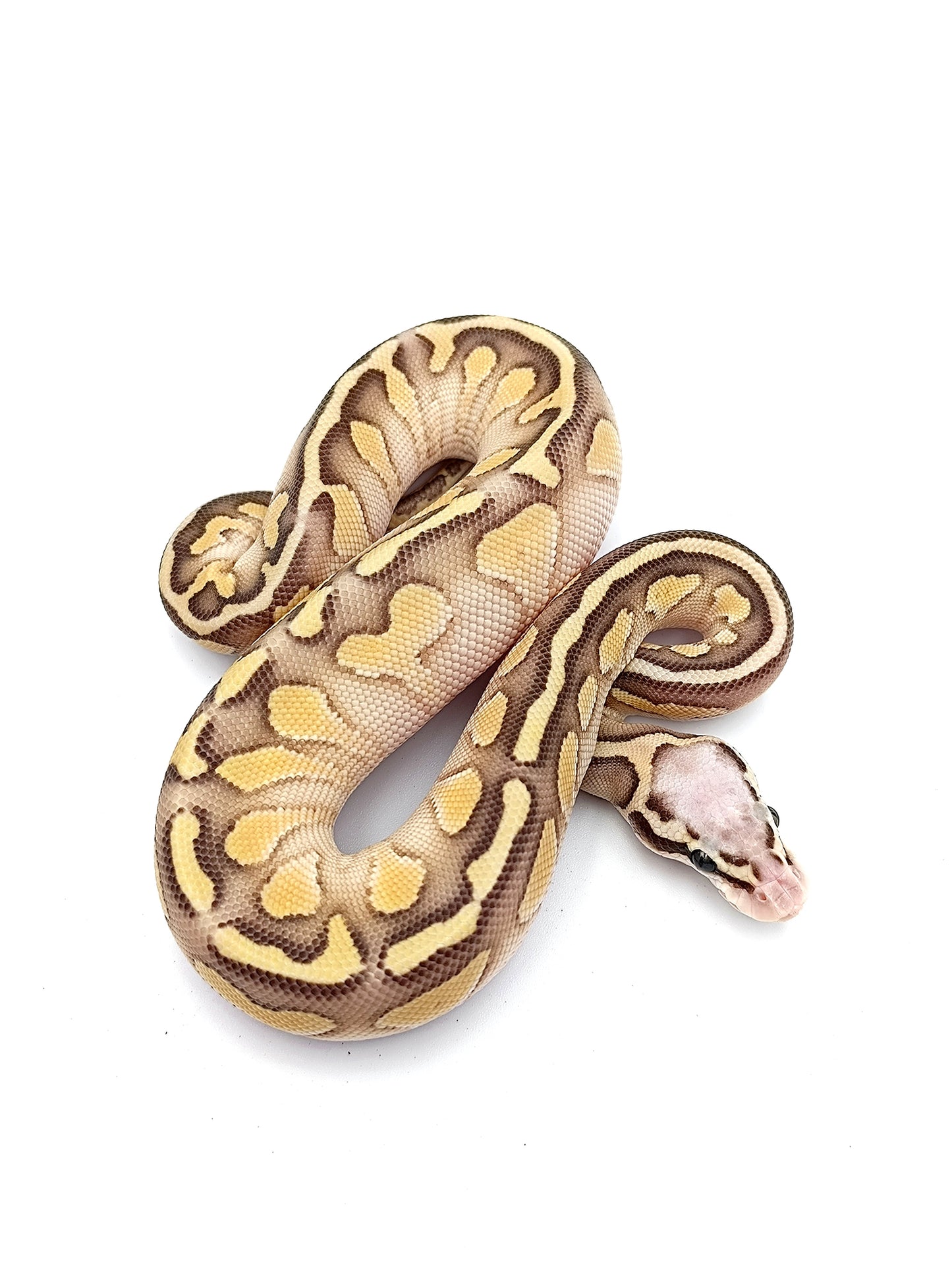 0.1 Super Pastel Butter het Clown pos Blaze