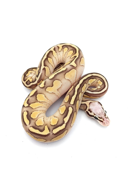 0.1 Super Pastel Butter het Clown pos Blaze