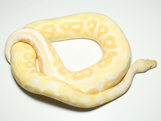 1.0 Pastel Cinnamon Albino 50% het Piebald 900g