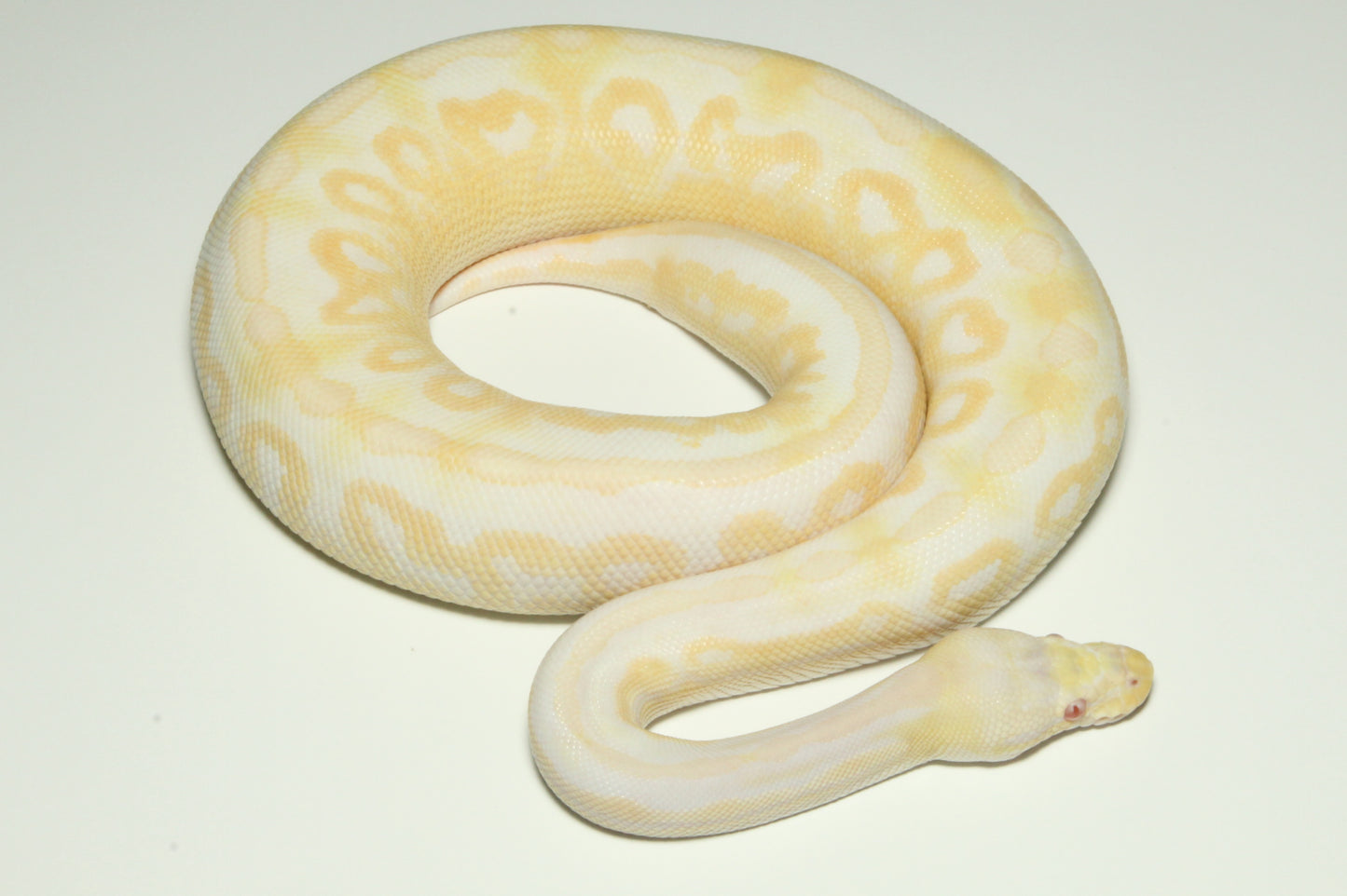 1.0 Pastel Cinnamon Phantom Yellow belly Albino 700g