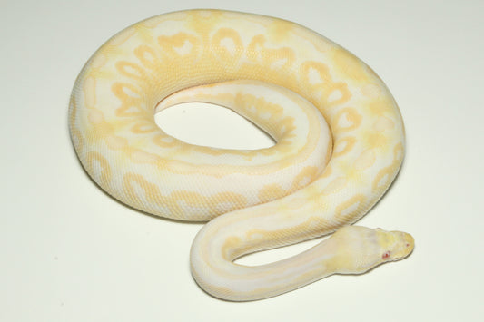 1.0 Pastel Cinnamon Phantom Yellow belly Albino 700g