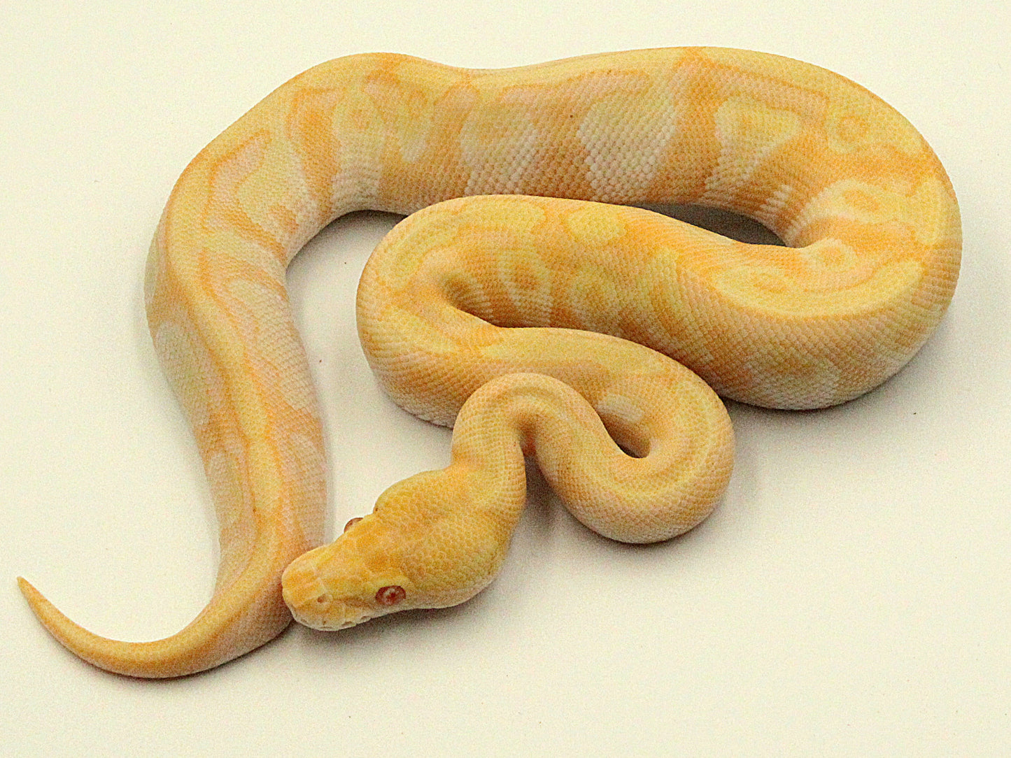 1.0 Mojave Enchi Candino het Piebald