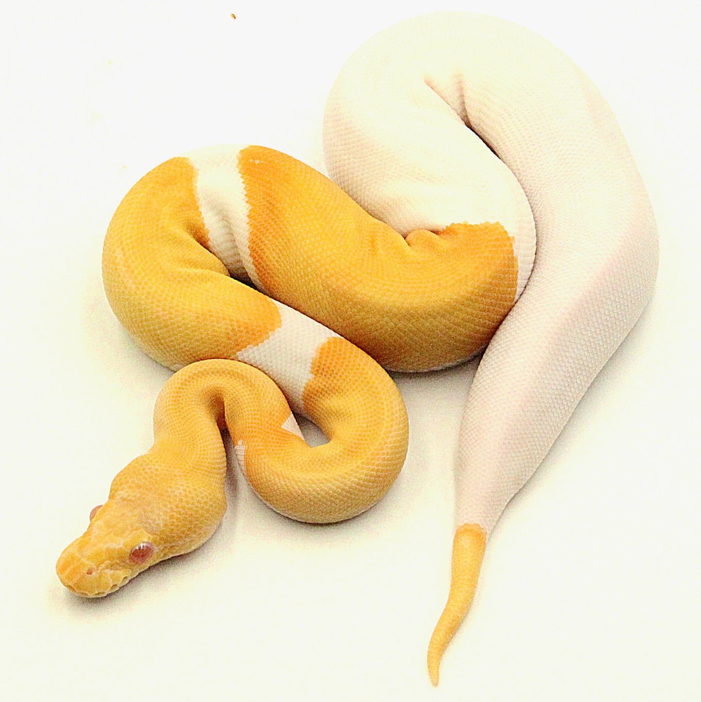 0.1 Pinstripe Albino Piebald