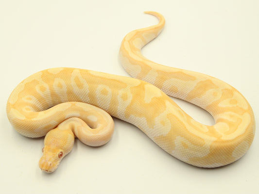 1.0 Mojave Enchi Candino het Piebald