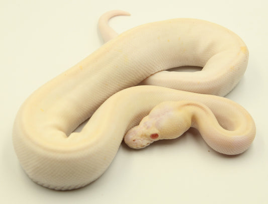 1.0 Pastel Super Cinnamon Albino